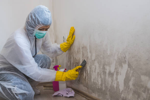 Best Basement Mold Removal  in Crownpoint, NM